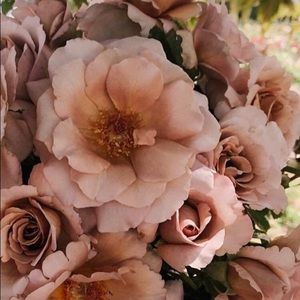 Meet your Posher, Desiree